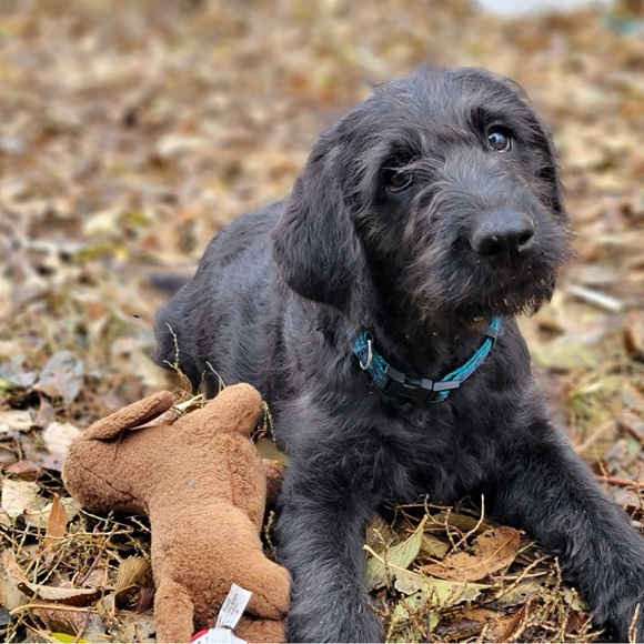 Meet your Posher, Martha - Picture 3 of 3